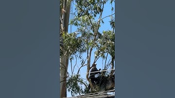 Người Hùng Thầm Lặng Ở Đà Lạt: Cắt Cây Bạch Đàn Cổ Thụ