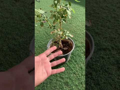 مشكلة الري الزائد وعلاماتها