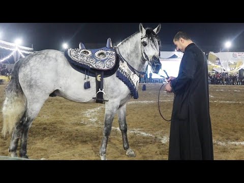 رقص خيل مهرجان البحيرة الدولي الخامس عشر لأدب الخيول العربية الجزء الرابع 2022 