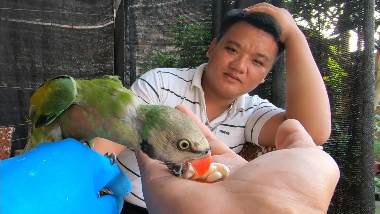 Thuần Vẹt Ngực Hồng Ngày Thứ 2 NTN / Quế Nghịch - youtube