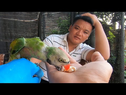 Video Thuần Vẹt Ngực Hồng Ngày Thứ 2 NTN / Quế Nghịch - youtube