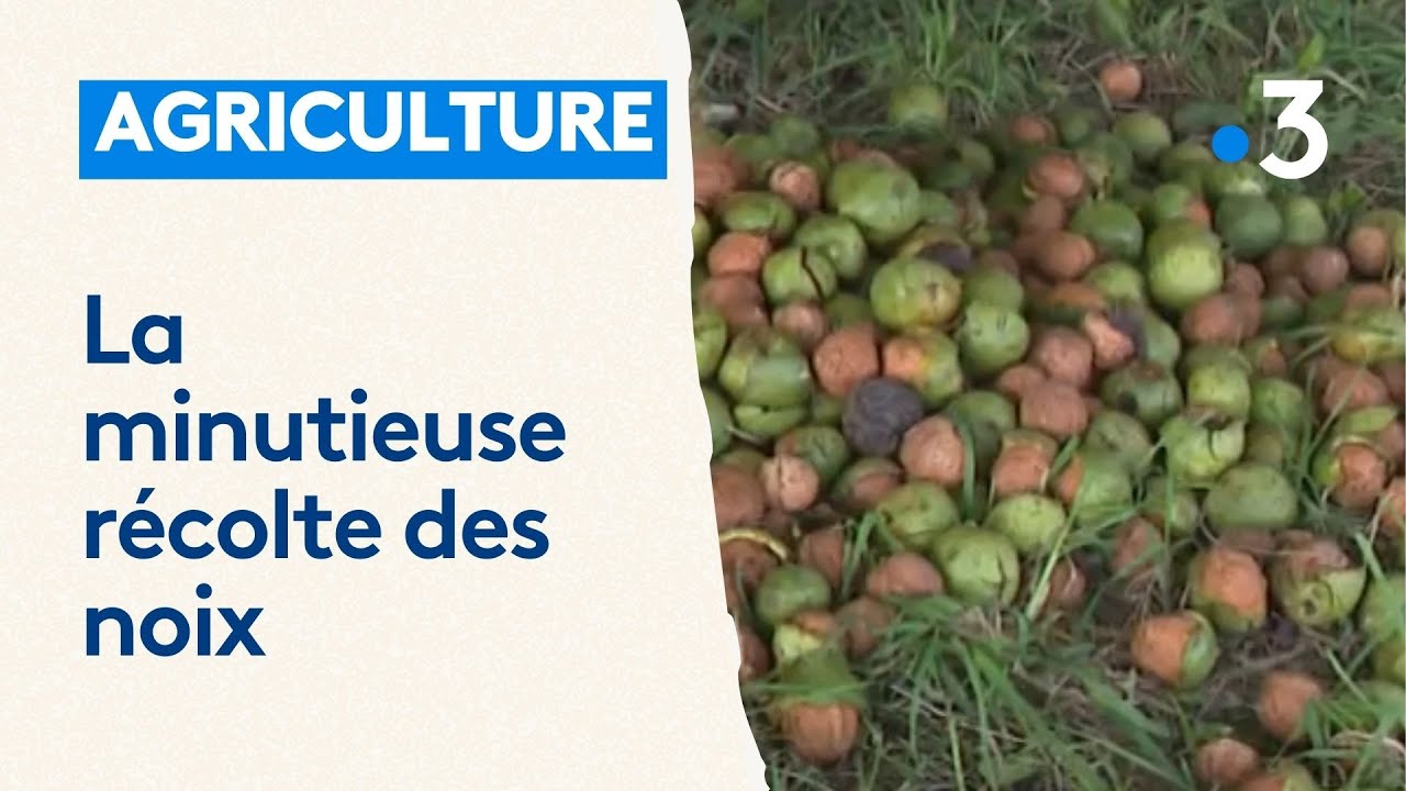 Découvrez toutes les étapes nécessaires à la récolte des noix - YouTube