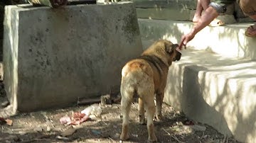 Tứ đại quốc khuyển: Ký sự tầm chó bản địa người H