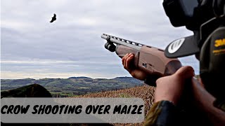 Crow Shooting on Maize | Go Pro Footage | ShotKam