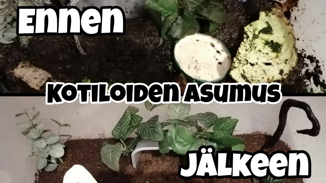 🐌Kotiloiden kylpyhetki ja boksin siivous!🐌