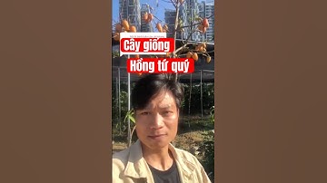 Cây giống Hồng tứ quý bác nào trồng thì gọi em nhé! 0965.987.816 ạ