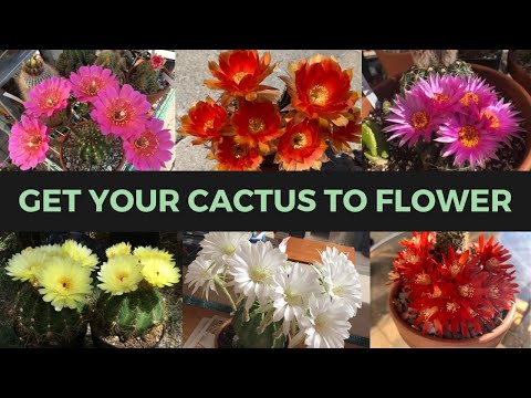 Video: How Cacti Bloom