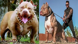 أخطر وأشرس 10 سلالات كلاب في العالم / The most dangerous and fiercest 10 dog breeds in the world