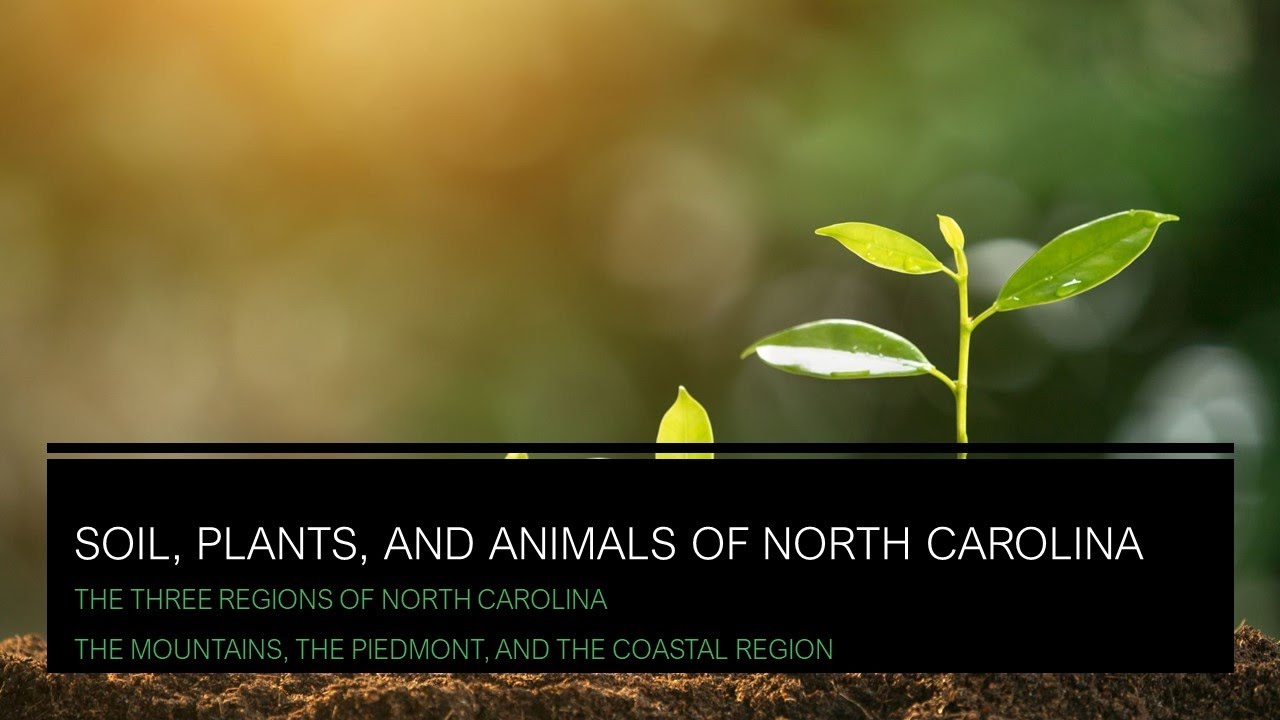 North Carolina RegionsEcosystems YouTube