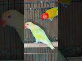 Lutino opline with Creamino#birds #lovebird #lovebirdsfarming