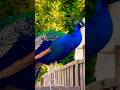 Peacock story time 🦚 #peacock #peacocks #peafowl #birds #danceshow #animals