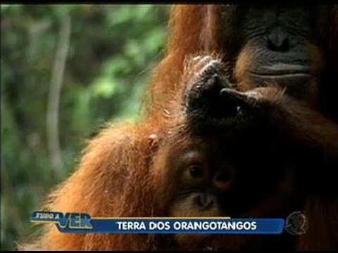 Vídeo: 5 lugares para ver orangotangos em Bornéu
