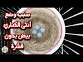 لماذا تضع أنثى الكناري بيض بدون قشرة وماهي الحلول