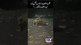 Rare Brown Bear Spotted in Khunjerab National Park | Gilgit Baltistan Wildlife | GTV #shorts