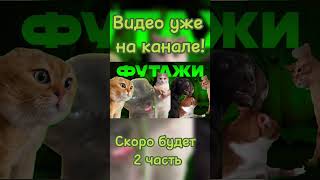 Футажи На Pov Видео! #Футажи #Футаж #Мемы #Мем #Коты #Кошка #Котята #Ихвильнихт #Shorts #Short #Врек