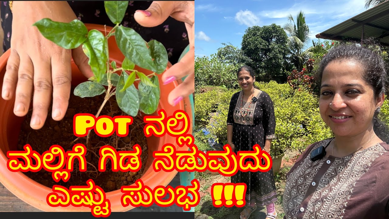 Pot ನಲ್ಲಿ ಮಲ್ಲಿಗೆ ಗಿಡ ನೆಡುವುದು ಎಷ್ಟು ಸುಲಭ!!! #ಮಲ್ಲಿಗೆ #ಕೃಷಿ #ಕೃಷಿಕ 