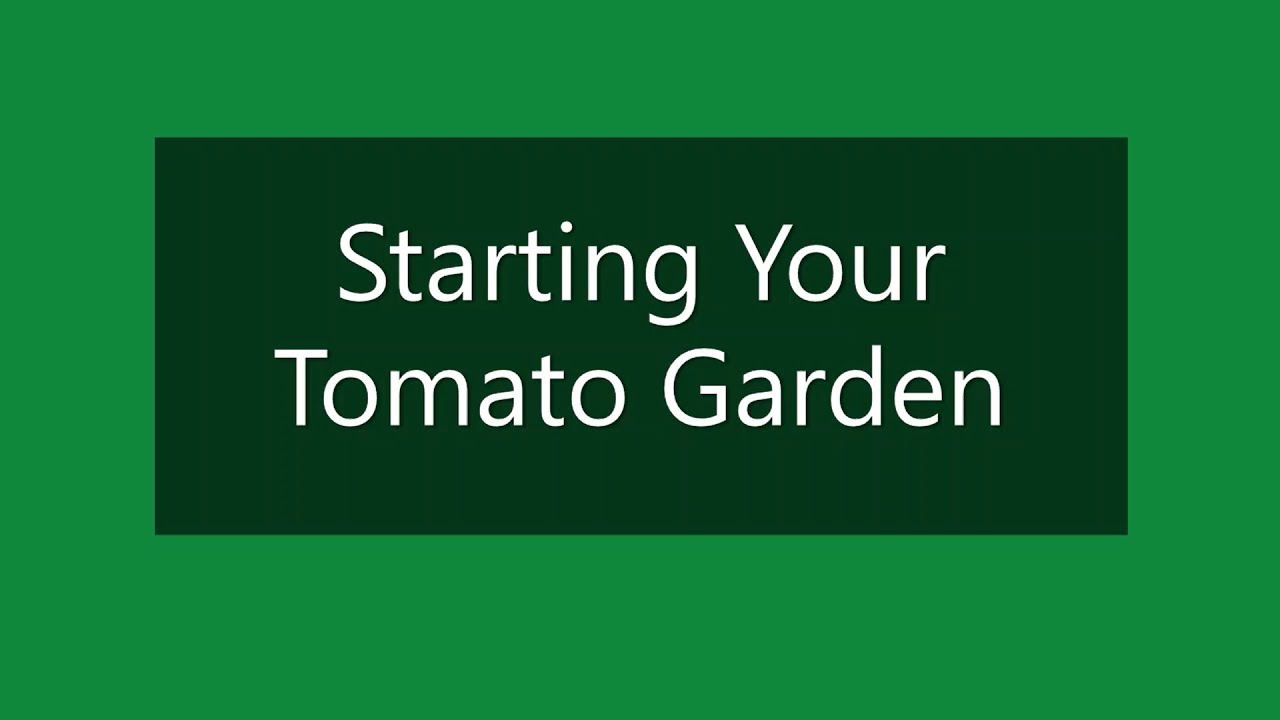 Starting Your Tomato Garden