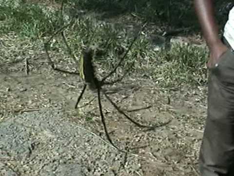female giant wood spider
