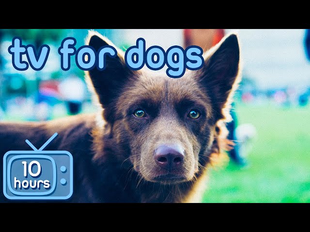 Relax My Dog TV: 10 Hours of the Best Fun & Relaxing TV for Dogs! class=