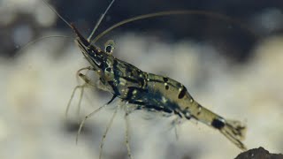 Facts: The Feeble Shrimp