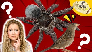 Do Spiders Eat Birds? Wild Animal Biologist Explains!