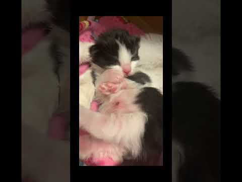 Watch Doughnut Grow Up! #catbaby #kitten #cute #kitty #cat #trending #viral