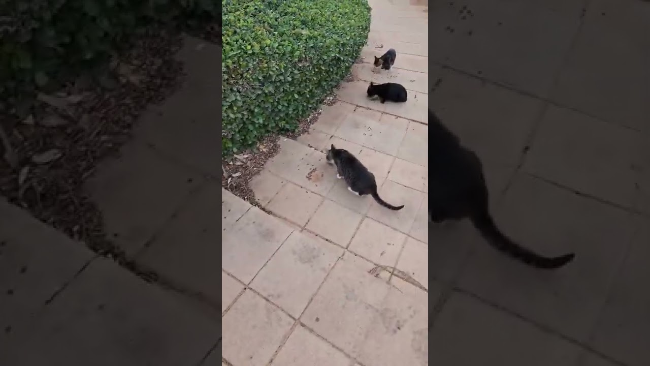 Кормление уличных котов. Израиль - YouTube
