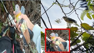 pulut lidi emang rajanya pulut burung punai PART(A)