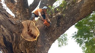 Waw luar biasa‼️‼️proses penebangan pohon Trembesi  usia 3 abad part 1