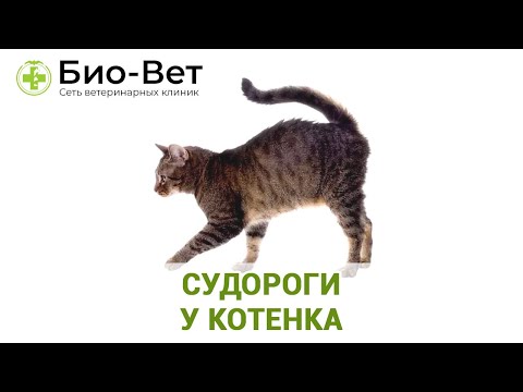 Видео: Аудиогенные рефлекторные судороги у кошек - ФАРС в кошках