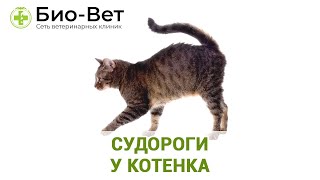 Судороги у котенка. Ветеринарная клиника Био-Вет. Судороги у котенка. Ветеринарная клиника Био-Вет.