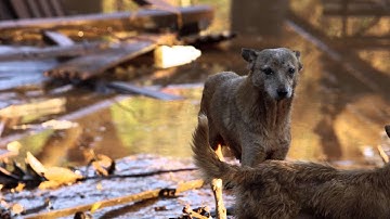 Emergency Management - Flooding