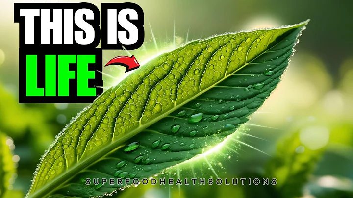 9 PROVEN Chlorophyll Health Benefits That'll Change Your Life!