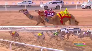 ش16 سباق المفاريد (عام) مهرجان ولي العهد بالمملكة العربية السعودية 10-8-2021م