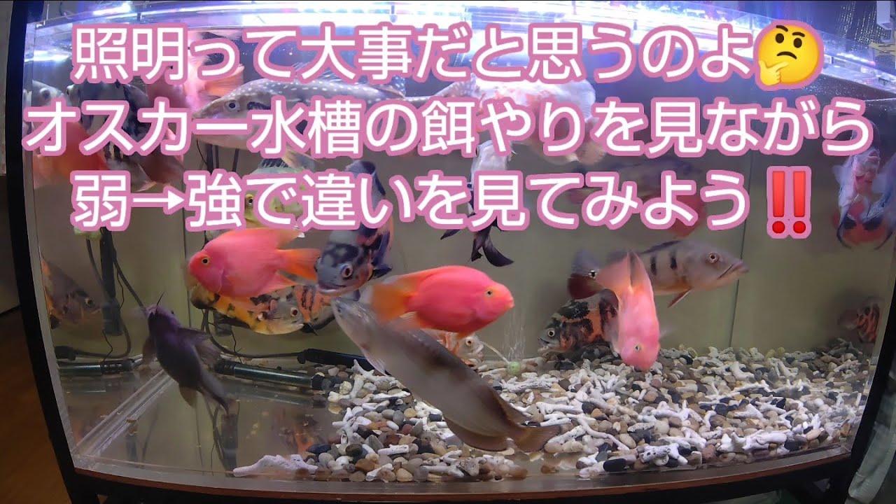 オスカー水槽餌やり撮影で照明にこだわってみた Youtube