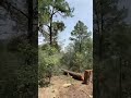 #tree falling #forestwork #wildlandfire #fyp#lilmanj