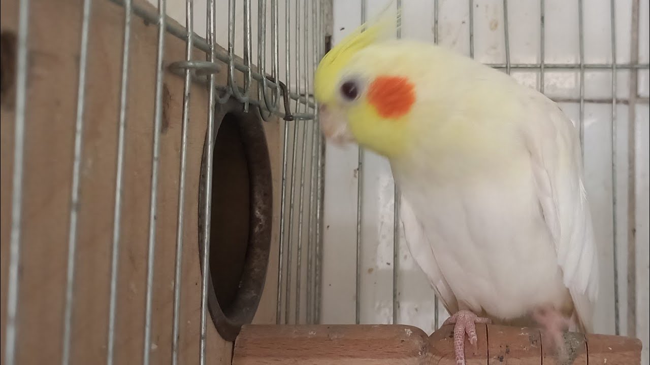 متربيش النوع ده من العصافير اعمل استوب ووقف تربية متفق ولا مختلف معايا قول رأيك الاربعاء ١٧ابريل