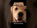 小金毛の恋物語求めても得られぬ # 可愛いペット #猫 #犬