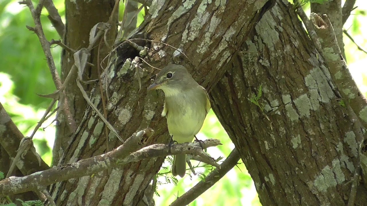 Traill's flycatcher. Alder 