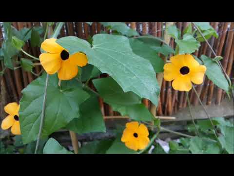 Wideo: Tunbergia Wielkokwiatowa