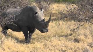 Rhino Marking Territory