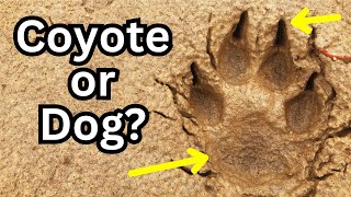 Coyote VS Dog Tracks: Easy Ways to Tell the Difference