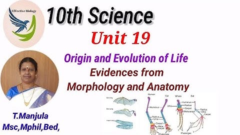 10th - Science - Unit 19 - Origin and Evolution of life - Evidences from Morphology and Anatomy
