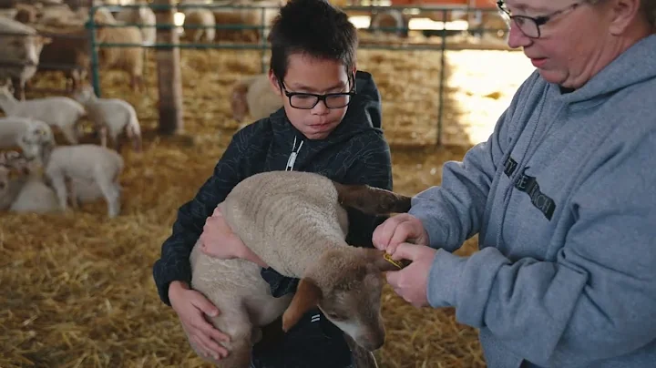Follow the Sheep Farmers