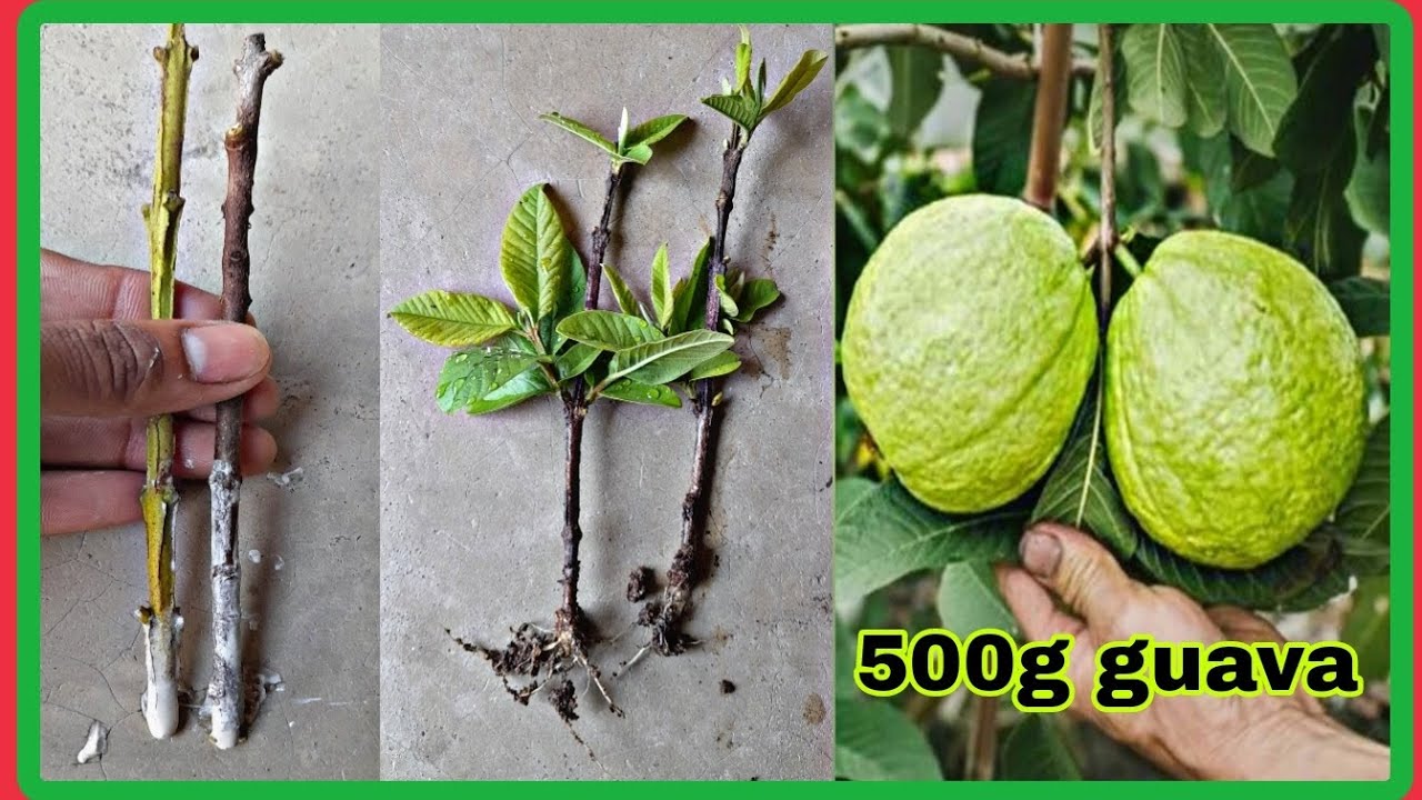🌿Ready to grow your own guava tree at home, Easy method of propagate ...