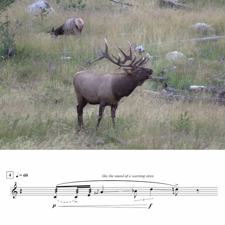 Elk Bugling in Sheet Music YouTube