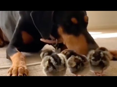 Dog Helps Raise Baby Chicks