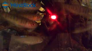 Coho Salmon Hatching Live Stream
