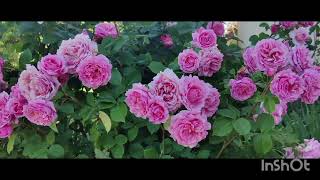 Плетисті троянди 10 пишно квітучих #flowers #rose #garden #relax #ideas