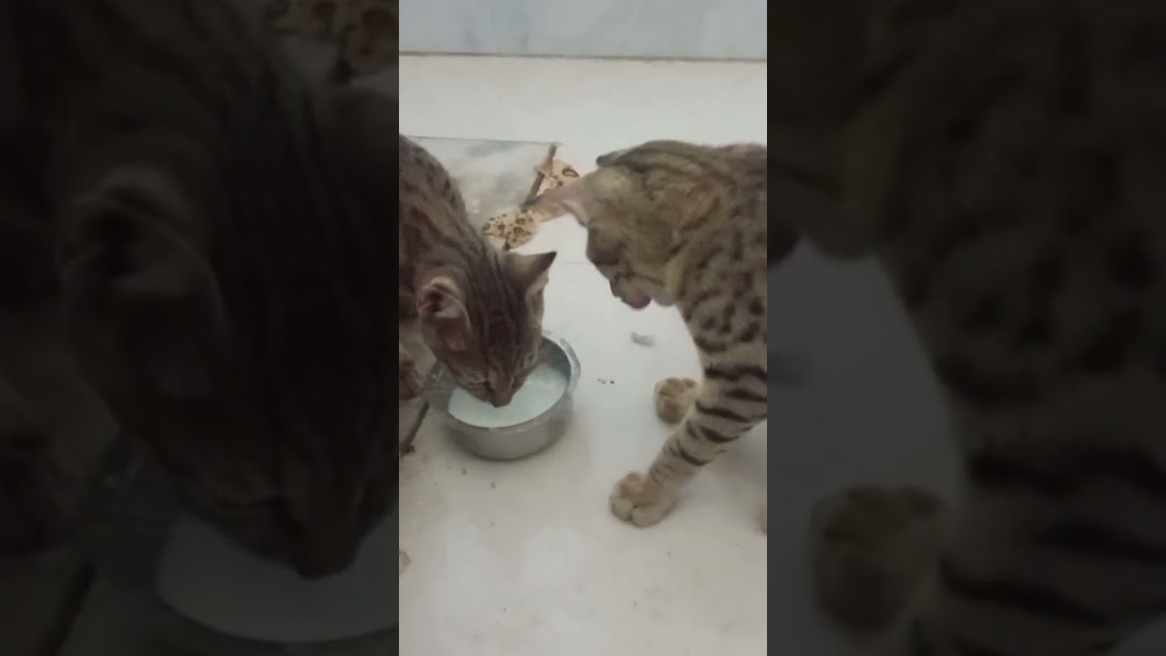 cat 🐈😺 brother is eating in milk 🍼 two in one fighting in home 🏡